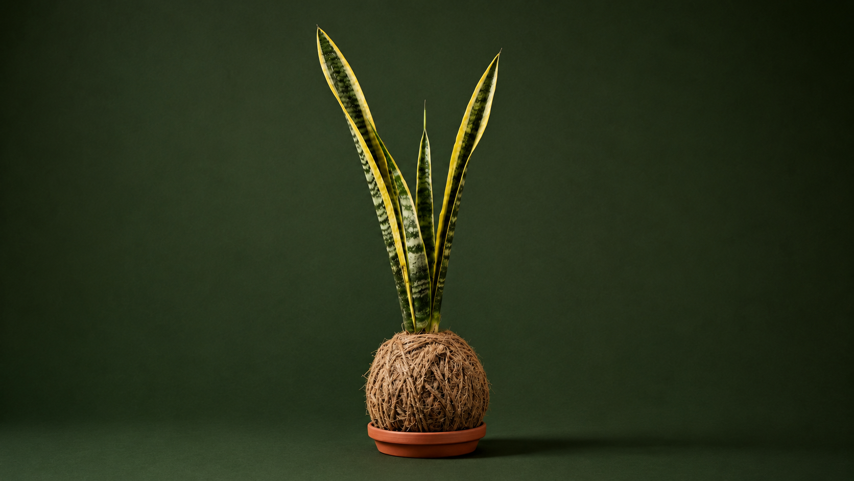 Kokedama